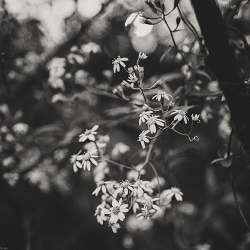 Free Grayscale Photo of Flowers  Stock Photo