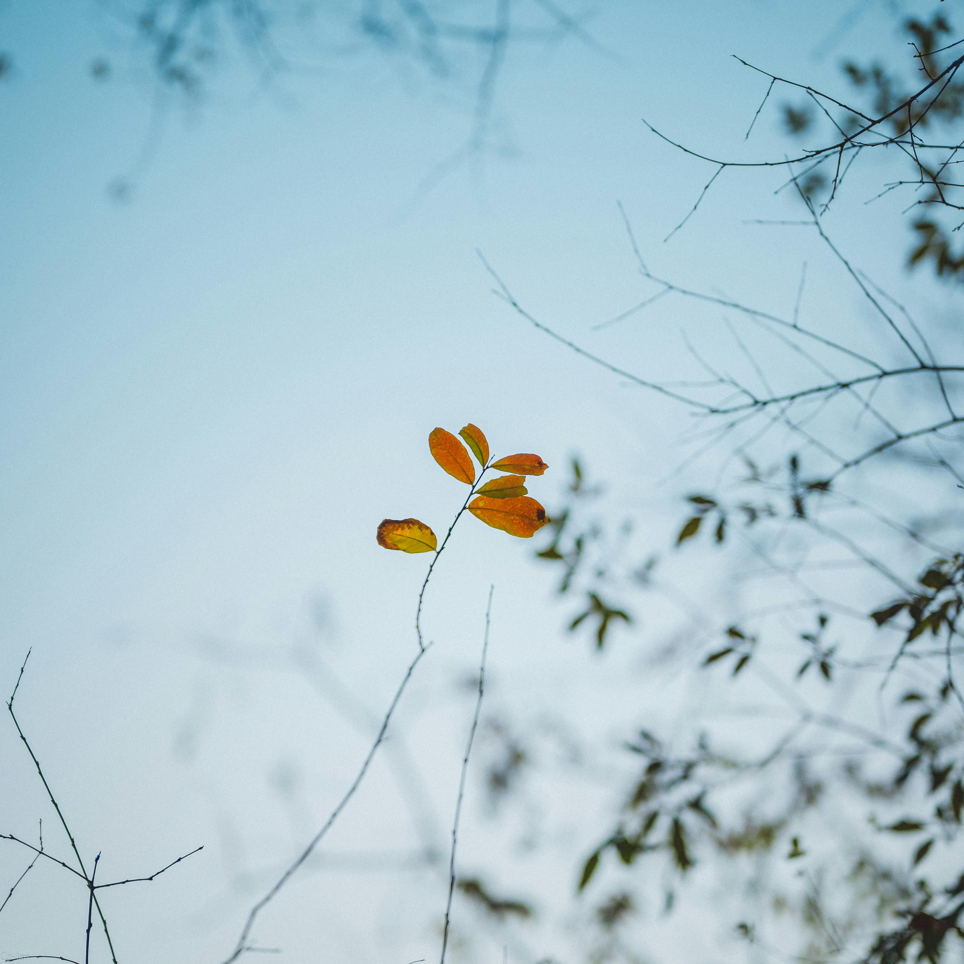 Minimalistic autumn leaves with a soft focus against a clear blue sky, evoking serenity.