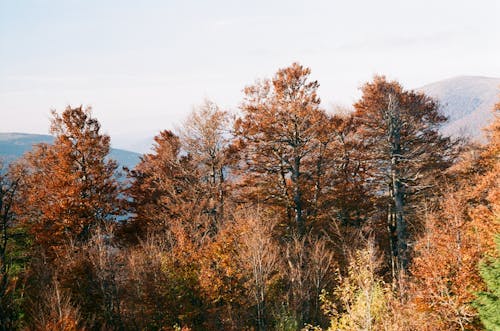 Photos gratuites de arbres, automne, bois