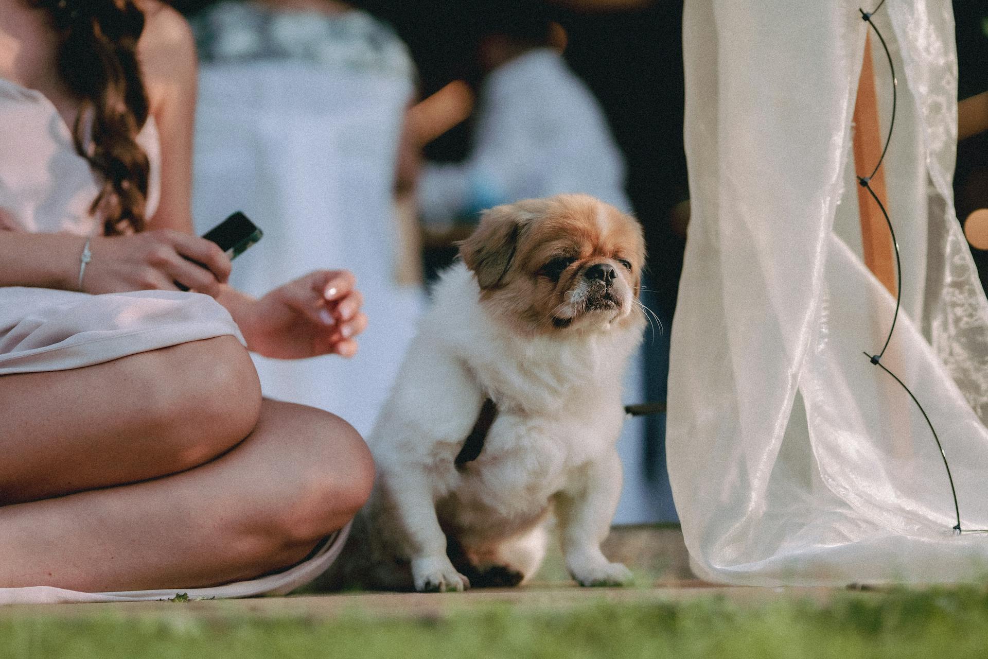 A Dog beside a Woman