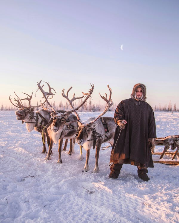 Man with Reindeer Sleigh in Snowy Yamal, Siberia, Russia