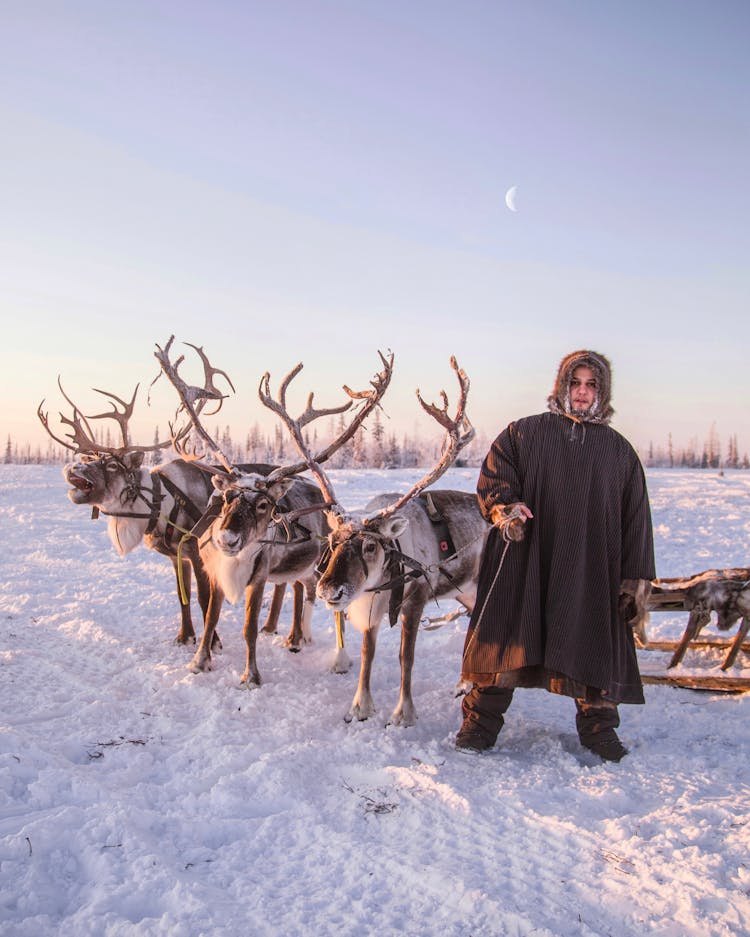 Man With Reindeer Sleigh In Snowy Yamal, Siberia, Russia