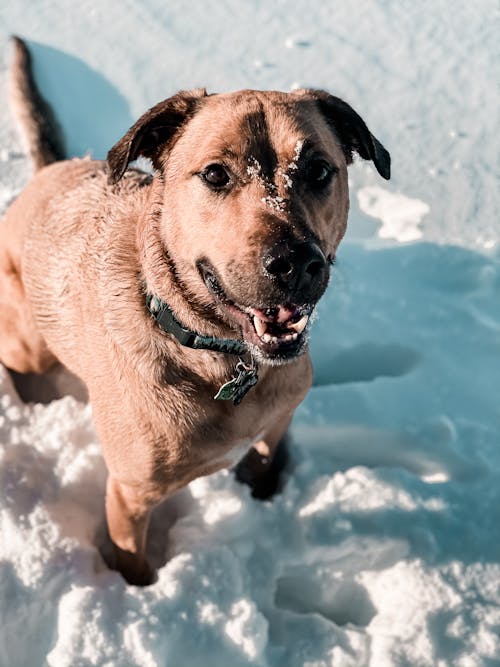 Free A Cute Dog on a Snow Covered Ground Stock Photo
