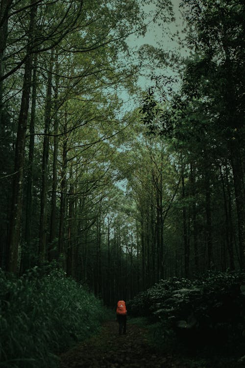 Photos gratuites de aventure en forêt, fond d'écran forêt sombre, fond de forêt sombre