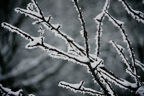Photos gratuites de branches, branches avec de la neige, branches nues