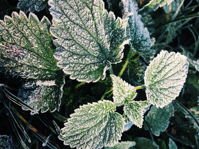 USDA Planting Zones: Complete Growing Zones for the US Close-up of frosted nettle leaves captured on a crisp winter morning, highlighting natural textures.
