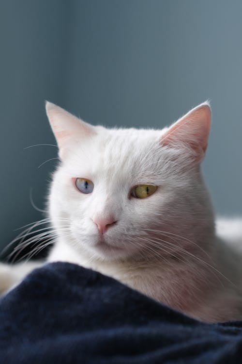 Ücretsiz cat white cat colorful, cep telefonu duvar kağıdı, dikey atış içeren Ücretsiz stok fotoğraf Stok Fotoğraflar