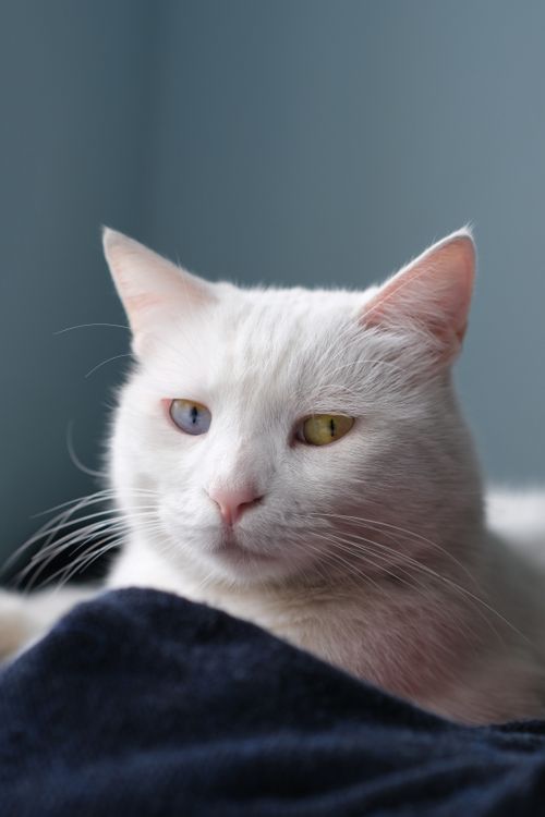 Free A serene portrait of a white domestic cat with heterochromatic eyes, showcasing its unique beauty. Stock Photo