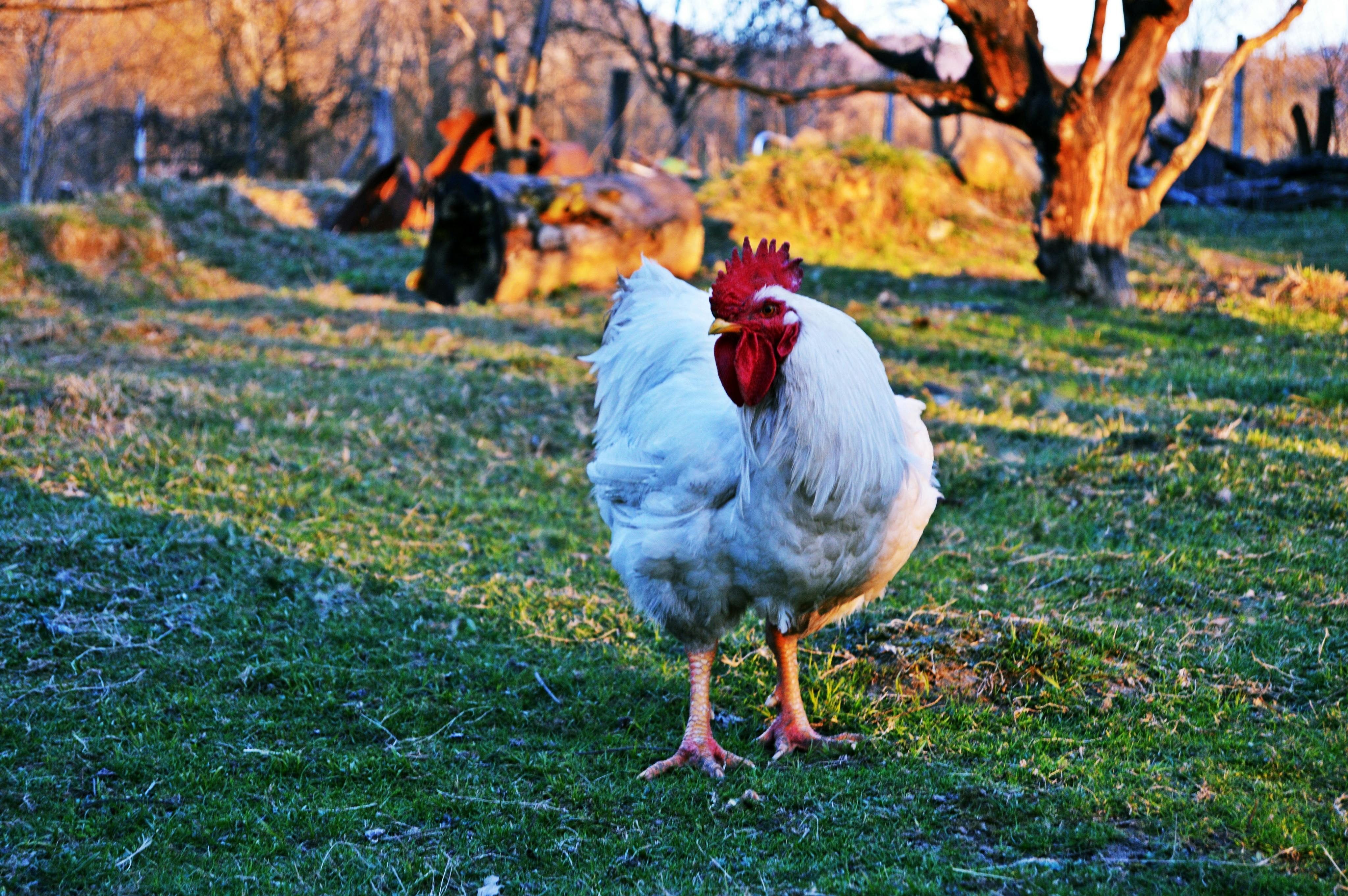 Poultry Photos Download The BEST Free Poultry Stock Photos  HD Images