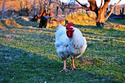 Free White Rooster on Green Grass Field Stock Photo