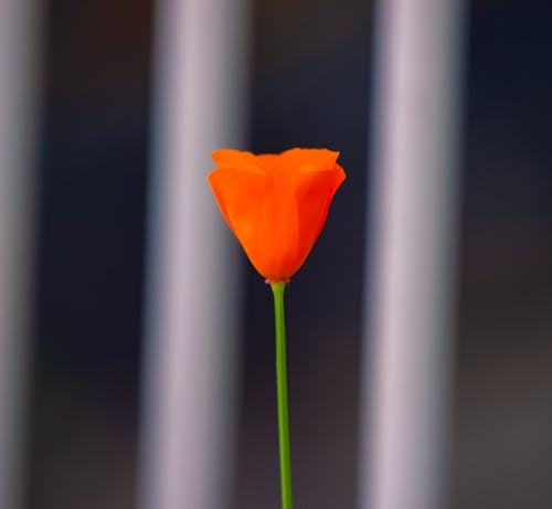 Orange Petaled Flower