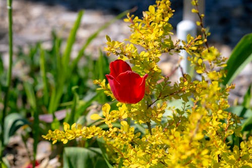 Imagine de stoc gratuită din alege o floare, bricolaj, cadavru floare