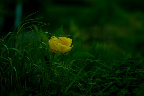 Gratis arkivbilde med blomst, blomst adam scott, blomst film trailer