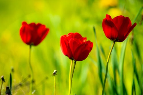 Fotografi Closeup Tulip Merah