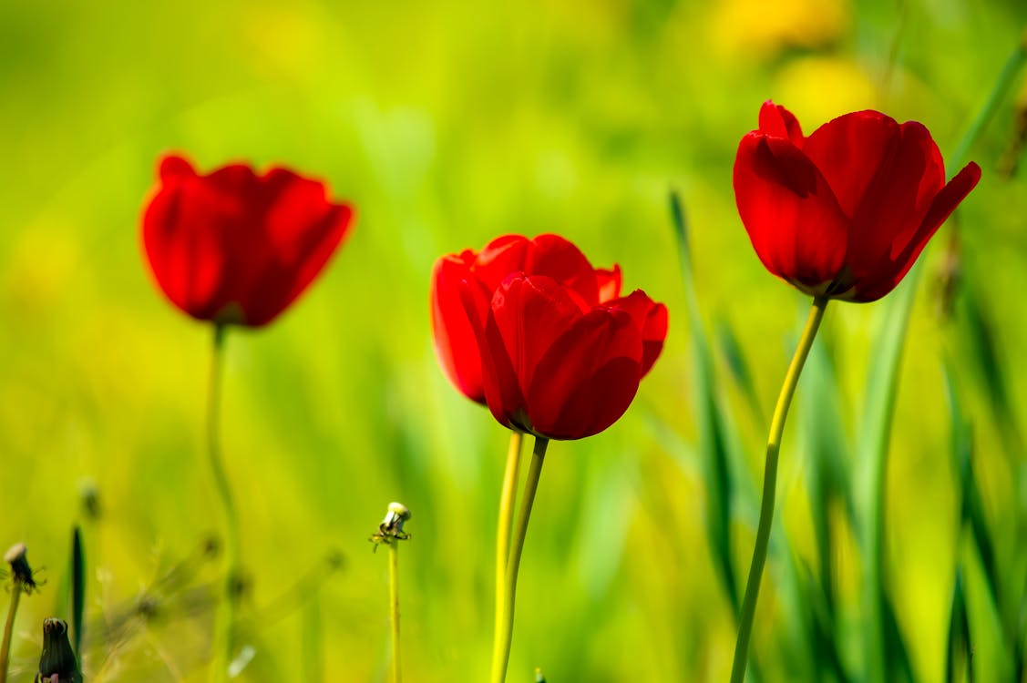 Closeup Photography of Red Tulips