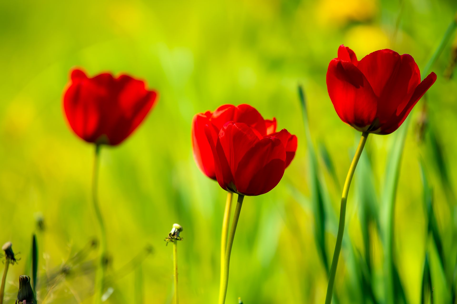 Bright red tulips bloom vividly in a sunny garden setting. Perfect for seasonal and floral themes.
