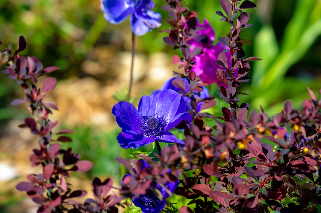 Purple Poppies