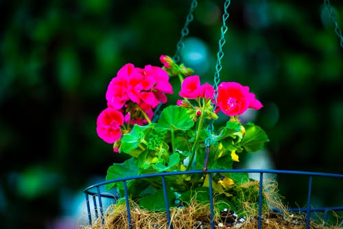 Kostenlos Flacher Fokus Von Rosa Blüten Stock-Foto
