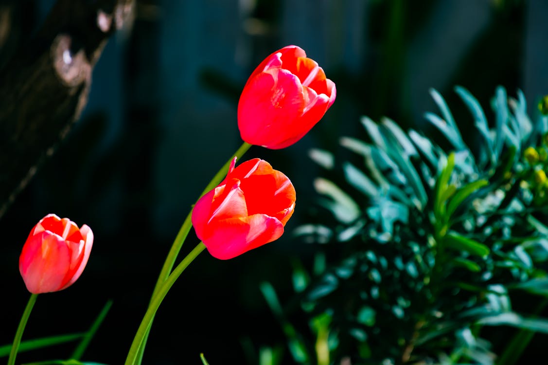 Free stock photo of cody simpson flower, corpse flower, diy