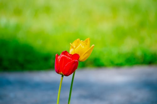 무료 빨간색과 노란색 튤립 꽃 스톡 사진