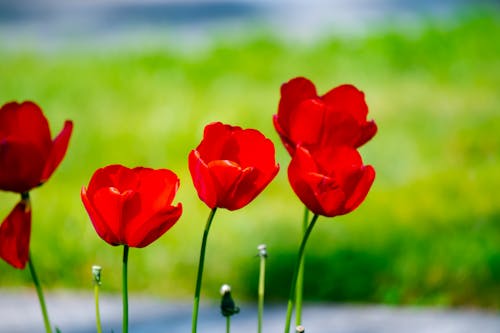 红色花朵的浅焦点照片
