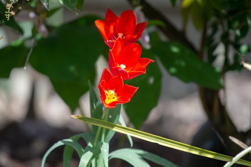 Darmowe zdjęcie z galerii z cody simpson kwiat, do, instrukcja dotycząca kwiatów origami
