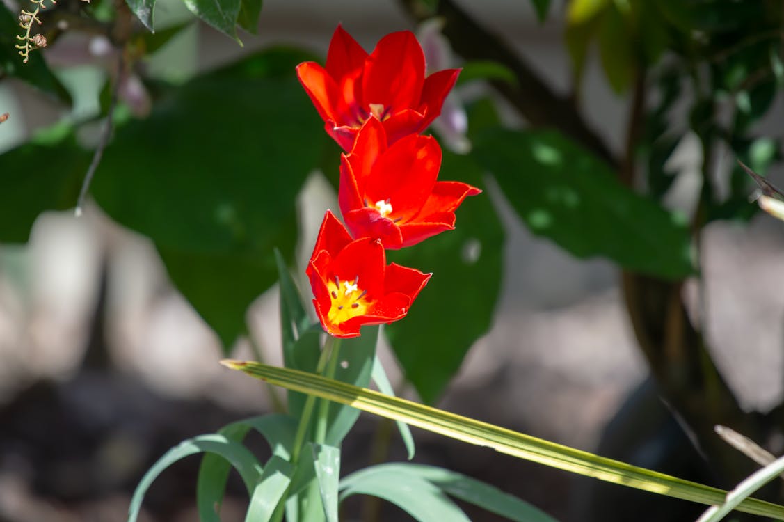 Foto d'estoc gratuïta de a, bellesa de flors, bricolatge