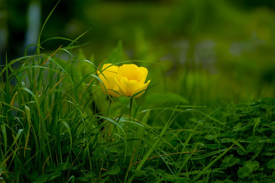 Vivid yellow flower amidst lush green grass, capturing the essence of nature's beauty.