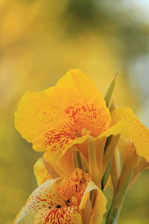 Kostenloses Stock Foto zu blumenphotographie, blütenblatt, blütenstaub