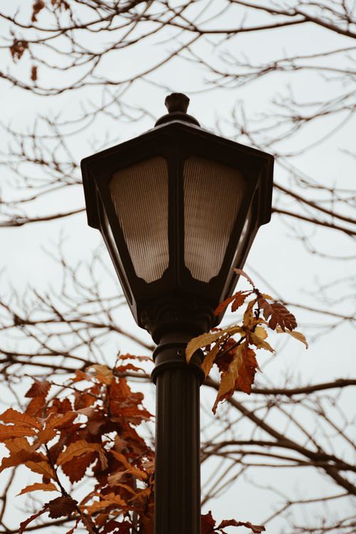 Free A classic street lamp surrounded by autumn leaves and bare tree branches against a cloudy sky. Stock Photo