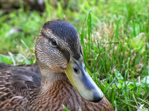 Free Detailed close-up of a beautiful Rouen duck sitting on lush green grass. Stock Photo