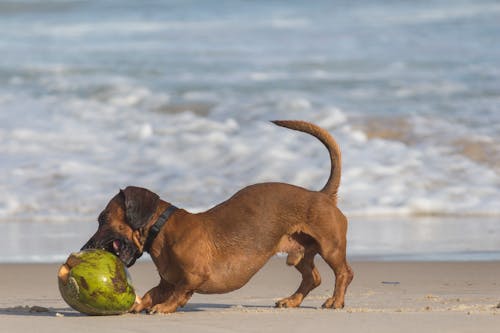 Kurzbeschichteter Brauner Hund Neben Kokosnussschale