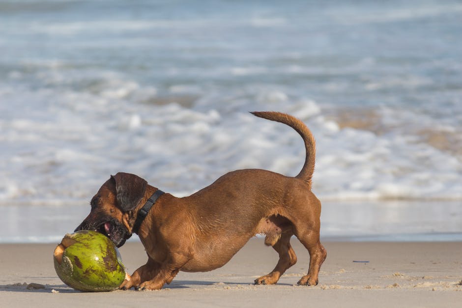 Short-coated Brown Dog Beside Coconut Shell
