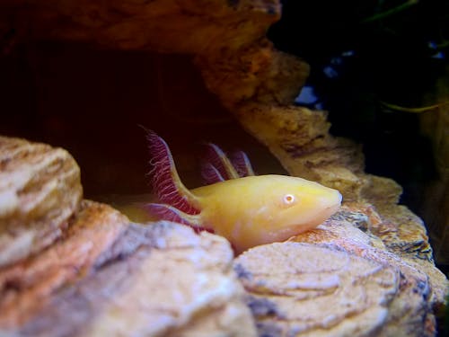 An Axolotl Salamander on Rocks