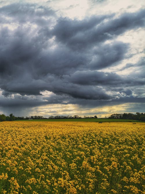 Blooming Flowers in the Field