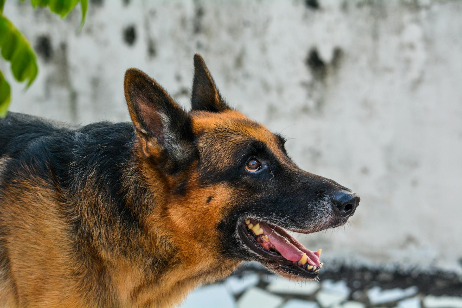 Black and Brown German Shepherd in Close-up Shot