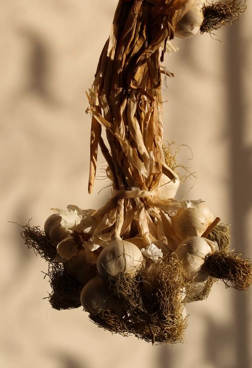 Free A tightly bound bunch of garlic with rustic textures and natural lighting, perfect for food photography. Stock Photo