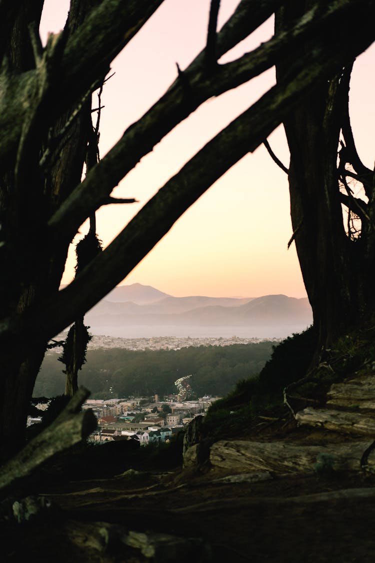 City Seen Through Silhouette Of Trees