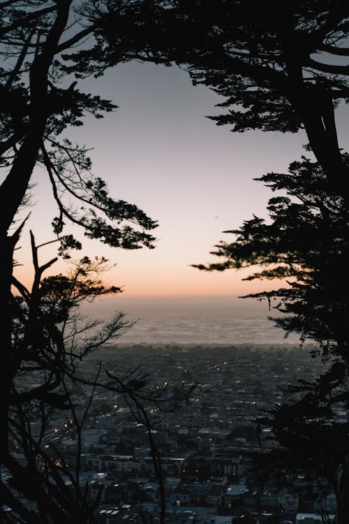 Silhouette of Trees during Sunset