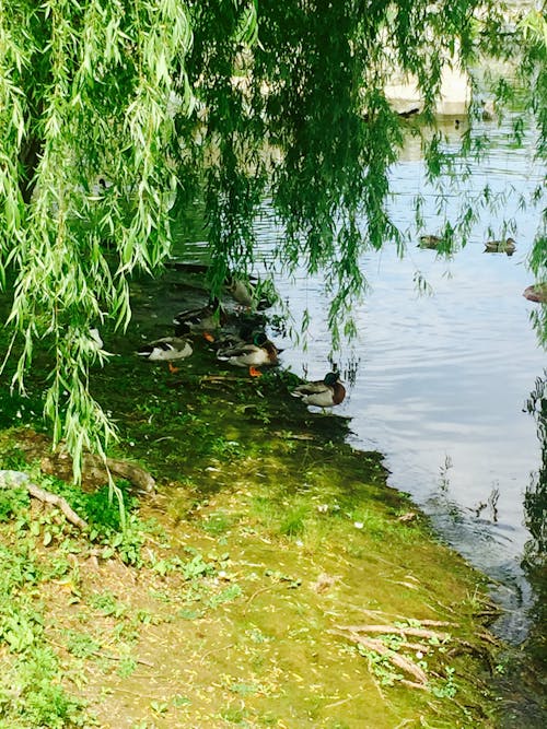 Ingyenes stockfotó gyönyörű természet, kacsa, kék tó témában