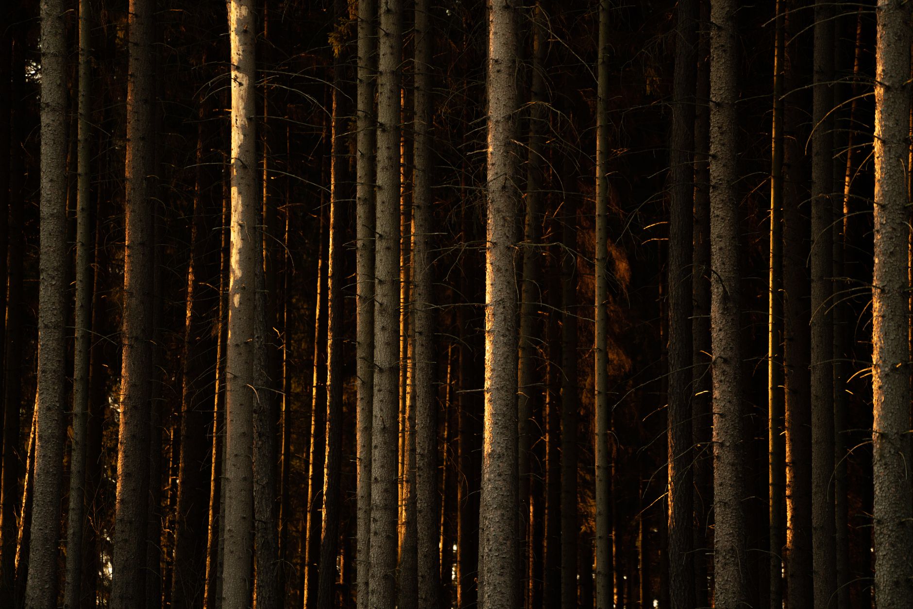 Forrest — Forrest