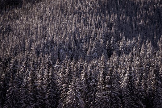 Aerial view of a dense, snow-covered coniferous forest during winter.