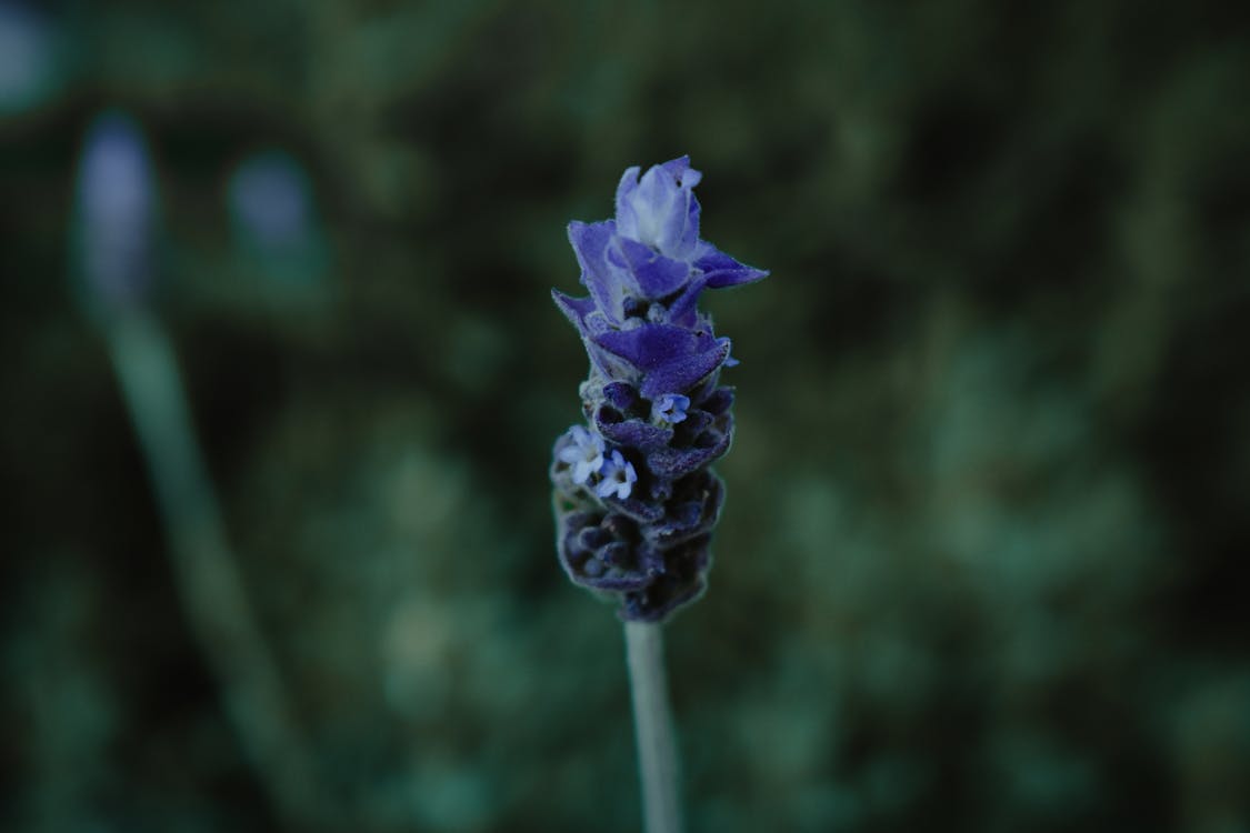 Селективная фокусировка фиолетового цветка с скоплением