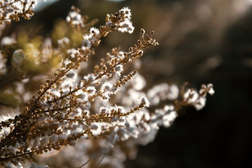 Бесплатное стоковое фото с белые цветы, водоросли, выборочный фокус