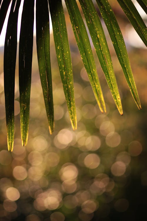 Darmowe zdjęcie z galerii z bokeh, liść palmowy, pionowy strzał