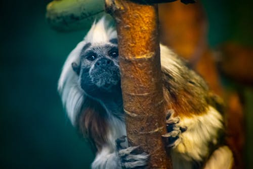 Foto De Close Up Do Macaco Marrom, Branco E Preto