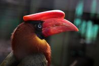 Close-up Photo of a Rufous Hornbill