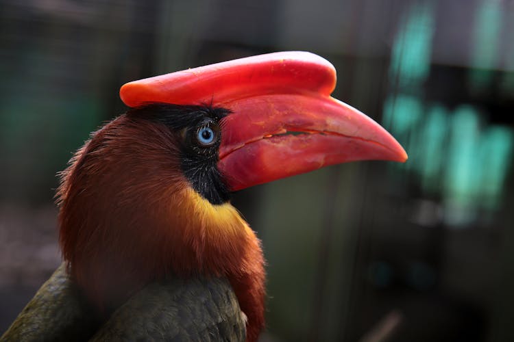 Close-up Photo Of A Rufous Hornbill 