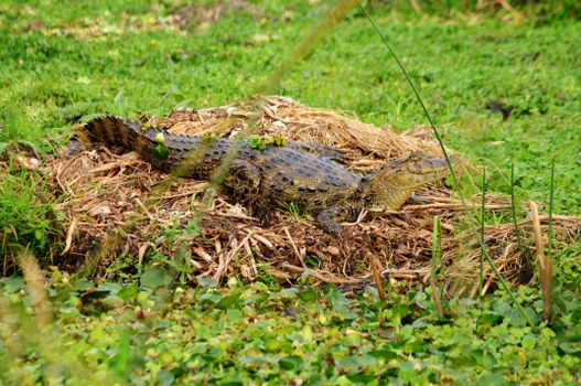 Alligator Crawling on dried Leaves