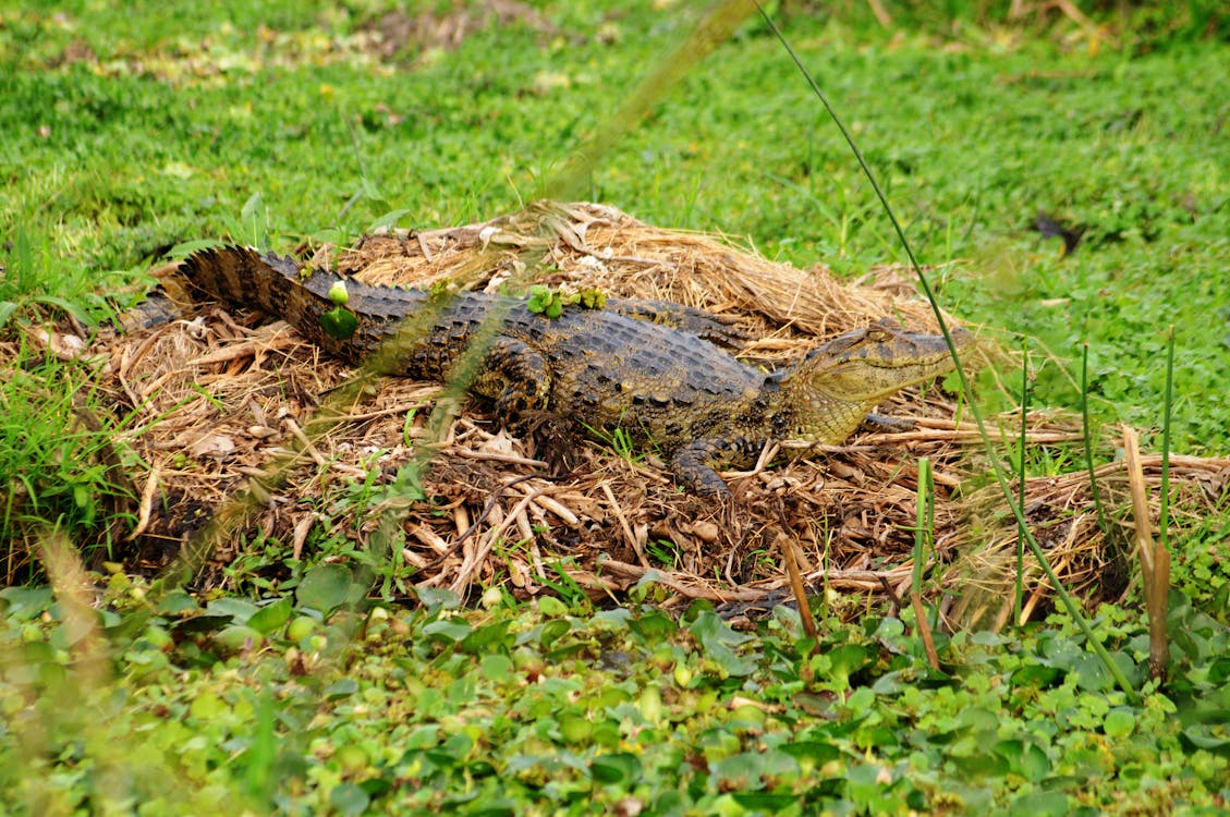 凱門鱷, 濕地, 爬蟲 的 免費圖庫相片